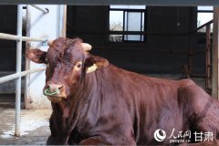 “我外省先辈企业结合开展前沿育种合做